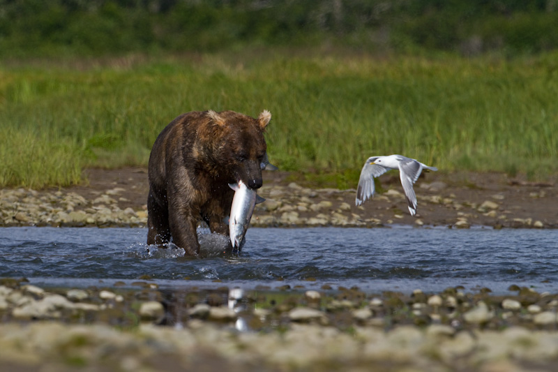 Grizzly Bear With Salmon